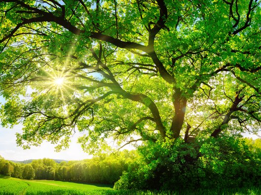 green tree in countryside