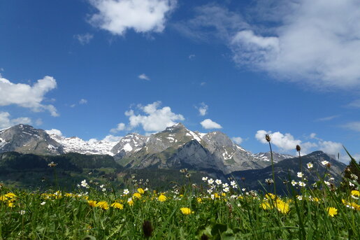 Flower Meadow in Toggenburg Switzerland with view on mount Pilatus