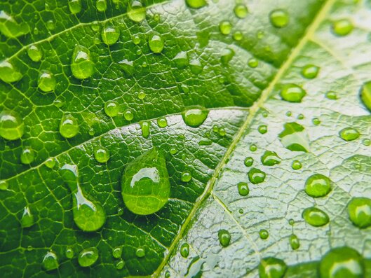 leave with water drops on it